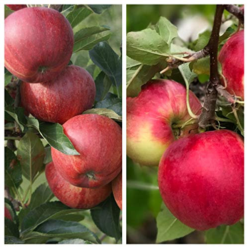 Duo-Apfelbaum mit den Sorten Gala und Cox Orange 7,5 L auf M7