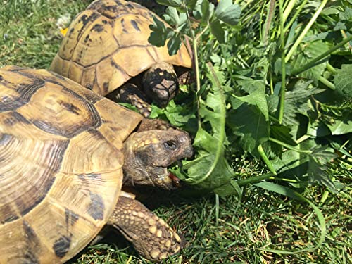 Schildkröten Futterpflanzen Mischung als Saatgut fürs Gehege, mehrjährige & winterharte Kräutermischung aus 28 Arten für Landschildkröten (15.000 Samen)