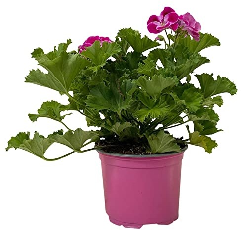 Geranie 'Pinkerbell®' pink/weiß, stehend, Topf-Ø 13 cm, 6er-Set