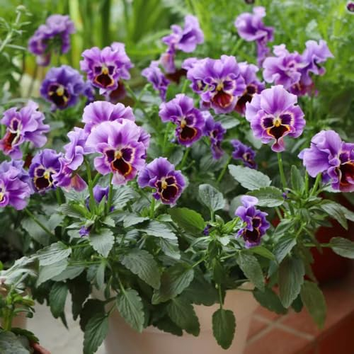 1000 Pcs Stiefmütterchen Pflanzen Kaufen Samen - Viola Tricolor - Topfpflanzen Draußen Winterhart, Frühlingsblumen Stiefmütterchen Samen Mehrjährig, Blumendeko, Pflanzen Für Sonnige