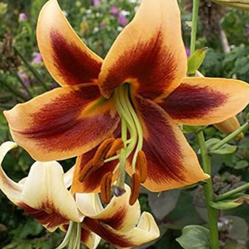 Lilium martagon zwiebeln,winterharte,lilien im topf,lilie riesen,lilien deko,lilien zwiebeln forever susan,lilie,duft lilien,lilien knollen,lilien zwiebeln winterhart mehrjährig.-4 zwiebeln-I