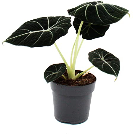 Exotenherz - Alocasia reginula Black Velvet - Tropenwurz - Alokasie - Pfeilblatt - 11cm Topf