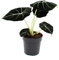Exotenherz - Alocasia reginula Black Velvet - Tropenwurz - Alokasie - Pfeilblatt - 11cm Topf