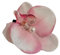 1pc Pearl Flower Hair Clip Cute Cloth Orchid Clip Duckbill Korean Orchid Flower Clip Style K6f1 Hai Hairpin Beach