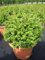 Ilex crenata Dark Green Kugel - Buchsblättrige Stechpalme Kugel