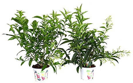 Planta Natural Galán de Noche Pack de 2 Unidades de Cestrum Nocturnum o Dama de Noche