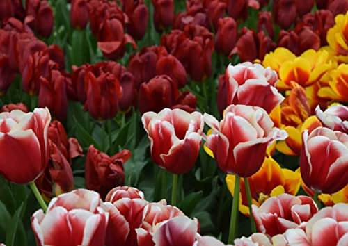 HANSEPUZZLE 105222 - Tulpen Puzzle 260 Teile | Natur Puzzle mit hochwertiger Puzzle Aufbewahrung: Kartonbox und wiederverschließbarem Beutel | Puzzle-Maße: 41 x 28,7 cm