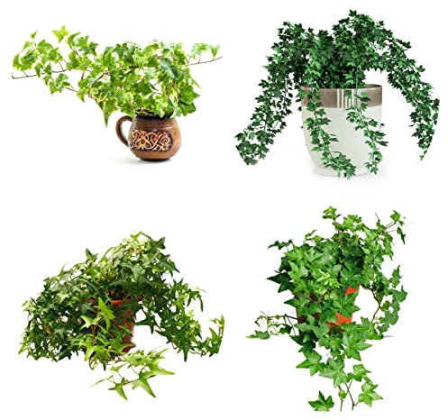 Semillas De Hiedra BalcóN De Hiedra Deco Planta Colgante Pared Verde Semillas De BonsáI Plantas De Maceta Resistentes Plantas Trepadoras De Hiedra Vides Resistentes Plantas Vides 100 Semillas Hiedra