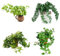 Semillas De Hiedra BalcóN De Hiedra Deco Planta Colgante Pared Verde Semillas De BonsáI Plantas De Maceta Resistentes Plantas Trepadoras De Hiedra Vides Resistentes Plantas Vides 100 Semillas Hiedra