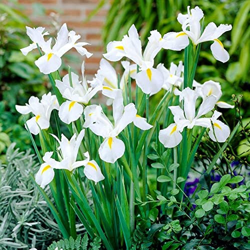 10 x Iris Hollandica White Excelsior – Popular Cut Flowers – Summer Flowering Bulbs – Perennial – for Your Beautiful Garden