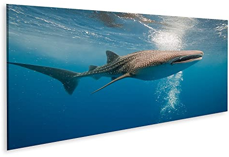 islandburner Bild auf Leinwand Walhai Unter Wasser Bilder Wandbilder Poster AECK-Pano