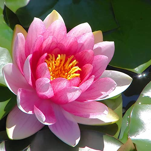 Sehr Exklusiv, Lotus, Dauerblüher, Verschiedenen Farben, Winterhart Rhizome, Magic of Nature, Mehrfarbig Ertragreicherg. SeerosenRhizome,-100pcs-g