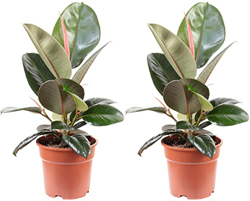 Set di 2 alberi in gomma – Ficus elastico 'Robusta' – altezza ca. 50 cm, diametro vaso 17 cm