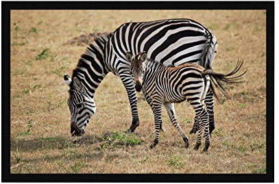 VERO HOME 15312 Fußmatte | Motiv Natur Zebra | Für Ihren Eingangs-Bereich | Maße: 60 x 40 cm