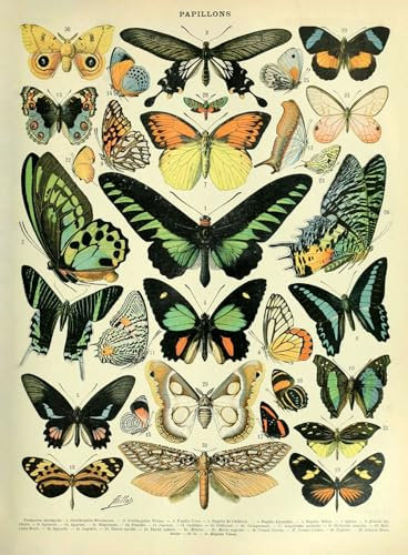 Ovfovy Poster aus Papier, ungerahmt, Vintage-Schmetterlinge, ungerahmt, Wandkunstdruck