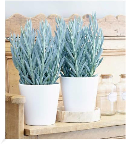 BALDUR Garten 1x Senecio Aquarine® Mount Everest, Pflanze im 15 cm-Topf | exotische Zimmerpflanze, Grünpflanze, mehrjährig - frostfrei halten, Wasserbedarf gering, Curio ficoides Mount Everest