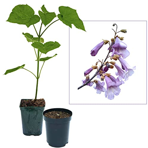 Blauglockenbaum Paulownia SHANDONG schnellwachsend - auch bekannt als Kiri-Baum, Kaiserbaum mit blauvioletten & glockenförmigen Blüten als Wertholz & Schattenbaum (25x 2-3-Liter-Topf)
