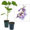 Blauglockenbaum Paulownia SHANDONG schnellwachsend - auch bekannt als Kiri-Baum, Kaiserbaum mit blauvioletten & glockenförmigen Blüten als Wertholz & Schattenbaum (25x 2-3-Liter-Topf)