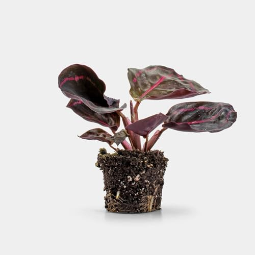 Caladium Purple Light - Exotische Zimmerpflanze mit leuchtend violetten Blättern, Pflegeleicht und Dekorativ