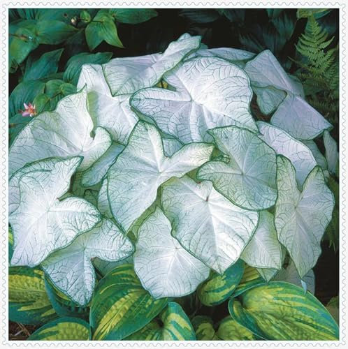 Cebollas Hosta, Crecimiento Rápido, Compatible con Mariposas, Planta Hosta, Bulbo de flores resistente al invierno en gran formato, fácil de cultivar, cebollas resistentes al invierno, 6 cebollas-F