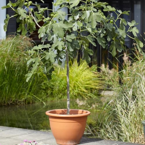 Fig 'Brown Turkey' Standard Tree – Hardy UK Patio Fig, Sweet Juicy Brown-Skinned Figs with Deep Red Flesh, Ideal for Containers and Outdoor Growing – 4.5 Litre Pot x2 by Thompson and Morgan