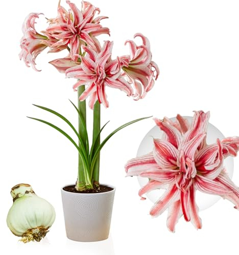 Doublet Amaryllis Zwiebel - 1 Blumenzwiebeln - Zwiebeln in Großformat 26/30 - Mischung von echte Pflanzen aus Holland - Hippeastrum (keine Samen oder wachs, nicht künstlich)