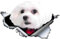 Autoaufkleber Malteser Aufkleber 15cm(5.9 Inch) Malteser Mit Rot Schleife Reflektierende Aufkleber 3D Zerrissen Autoaufkleber Haustier Hund Lustig Aufkleber Maltese Car Sticker Lustig Dekor