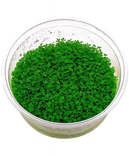 Hemianthus callitrichoides “Cuba” in Vitro – Pianta Tappezzante Facile per Acquario Dolce | Primo Piano (Singolo, 1, unità)