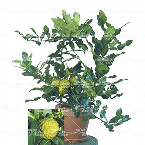 20pcs / bag Kaffernlimette Samen, Kalk Samen, (Citrus aurantifolia), Bio-Obst Samen, Früchte BONSAIS Zitronenbaum für den Garten zu Hause
