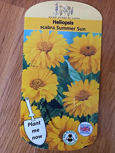 Heliopsis Scabra Summer Sun (False Sunflower) 9cm Potted Plant