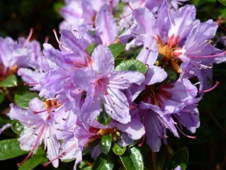 Zwerg Rhododendron impeditum Moerheimii 20-25 cm breit im 2 Liter Pflanzcontainer