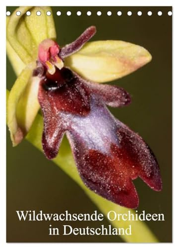 Wildwachsende Orchideen in Deutschland (Tischkalender 2026 DIN A5 hoch), CALVENDO Monatskalender: Einheimische Orchideen werden in meinem Kalender vorgestellt (CALVENDO Natur)