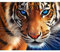 5000 Teile, Impossible Puzzle, Netter Tiger Geschicklichkeitsspiel für die ganze Familie, farbenfrohes Legespiel, Erwachsenenpuzzle ab 14 Jahren, als Ostergeschenk-61.61x41.53 Zoll (156.5 x 105.5cm)