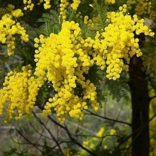 20 Semillas Semillas de oro Mimosa árbol (Acacia Baileyana)