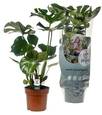 Köstliches Fensterblatt - Monstera Deliciosa - Zimmerpflanze - Ø17cm - 55cm