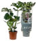 Köstliches Fensterblatt - Monstera Deliciosa - Zimmerpflanze - Ø17cm - 55cm