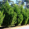 Leyland-Zypresse - Cupressocyparis leylandii - Heckenpflanze - Blatt grün - 8 Pflanzen - 1 laufender Meter - immergrün - Topf 9cm Höhe 35-40cm