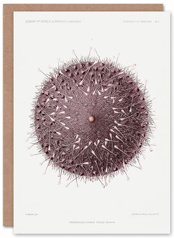 Artery8 Vintage Marine Life Art Card Sea Urchin Detailed Illustration