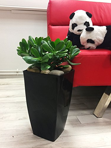 1 Pianta Evergreen - Pianta in giada, in vaso alto Milano, colore: Nero lucido