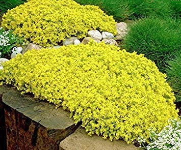 Sedum Golden Carpet 100 Samen Sukkulenten ausgezeichnete Bodendecker CombSH D47