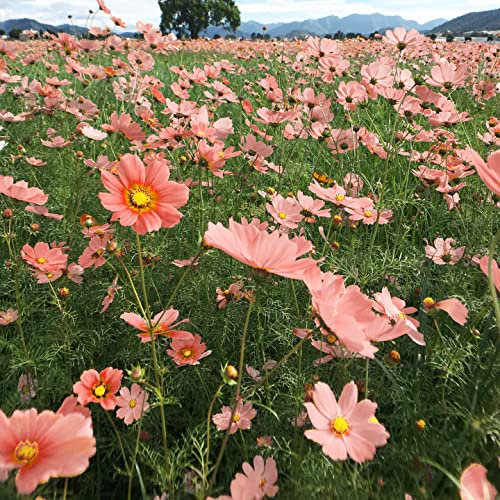 Cosmos Apricotta Flower Seeds - 12 Seeds