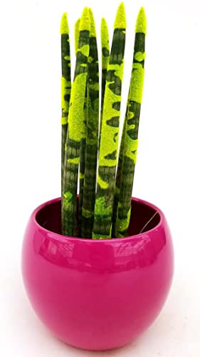 POWERS TO FLOWERS - SANSEVERIA CILINDRICA COLOR LIFE GIALLA ZEBRATA IN VASO CERAMICA FUCSIA SFERICO, ALTEZZA 25/30CM, pianta vera