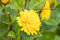 Helianthus decapetalus 'Soleil d'Or' ca. 11x11 cm Topf - Stauden-Sonnenblume, goldgelbe Blüten, Blütezeit Juli-September, ideal für Rabatten, bienenfreundlich