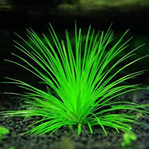 Haloppe 1000 Unids Semillas de Plantas de Hierba para Plantar en el Jardín del Hogar, Semillas de Hierba Mixta Decoración de Tanque de Acuario Agua Verde Aquatic1 Semilla de Planta