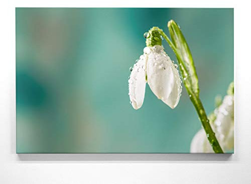 Bezaubernde Frühlingsblume, Schneeglöckchen - als großes XXL Leinwand-Bild 120x80cm. Ideal als Hintergrund und Dekoration für Wohnzimmer & Schlafzimmer. Aufgespannt auf 2cm Holzrahmen