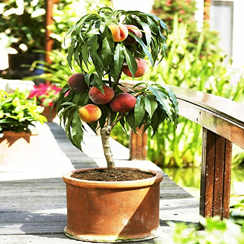 Pfirsichbaum Deko Samen Spezielle Garten Geschenke FüR GäRtner Obst Pflanzen Balkon SäUlenobstbäUme Pfirsich Pfirsiche ObstbäUme Kaufen SäUlenobst Baum Exotische Pflanze Winterhart 10Stück