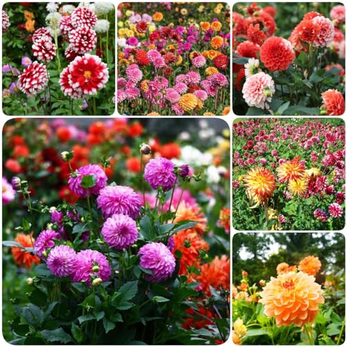 6 pcs dahlien knollen kaufen winterhart - hochbeet balkon frühlingsblüher zwiebeln dahlie dahlia winterharte kübelpflanzen gartenblumen balkonpflanzen winterhart dekopflanzen