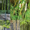 300 pcs Bambus kaufen samen, Bamboo baumsamen deko wohnzimmer Bambus Pflanze Echt zimmerpflanzen, pflanzen geschenk bäume kaufen, exotische pflanzen samen garten geschenk, bio saatgut