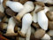 Pleurotus (Königs Oyster) Pilze/Myzel Spores Spawn getrockneten Samen