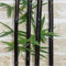 50 semillas de bambú Bambusa semillas de árboles gigantes rara Lako MOSO negro semillas de bambu bambú paquete profesional para el jardín de Red:Seeds Only